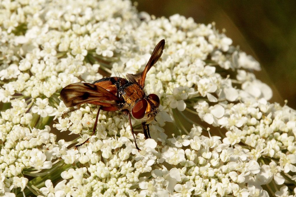 Ectophasia crassipennis?